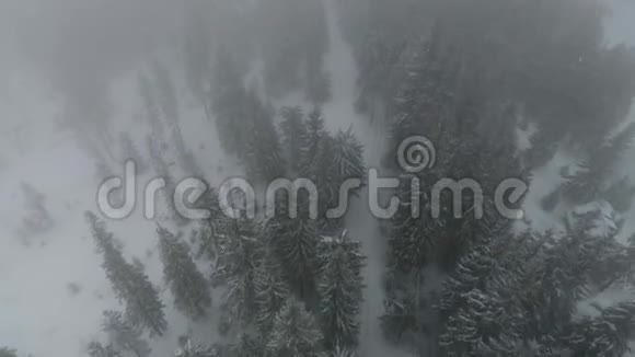 Dragobrat的雪期间Drone离开了针叶林视频的预览图