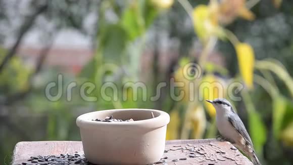 鸟在喂食器里啄食种子视频的预览图