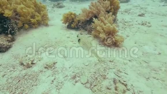 热带鱼在海底珊瑚礁附近游泳水下景观在清澈的海水中游鱼观看视频的预览图