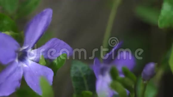 紫色的花朵随风而动视频的预览图