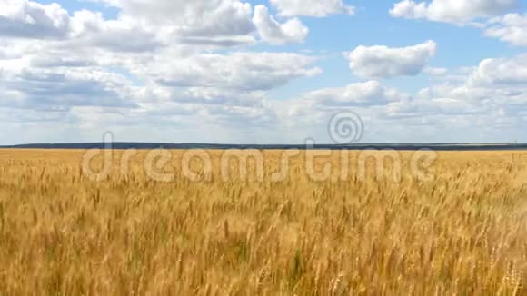 蓝天背景上的麦田谷物的收获农场小麦金穗的运动视频的预览图