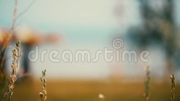 木制的节日拱门在大海的背景上装饰着秋天的花朵视频的预览图