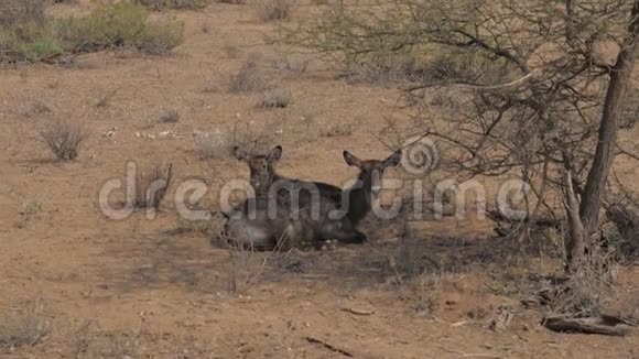 羚羊水巴克科布斯埃lipsiprymnus躺在灌木丛的阴影下视频的预览图