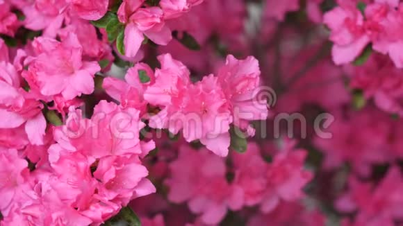 夏季花卉系列大片粉红色杜鹃花丛开花花需要保持湿润视频的预览图