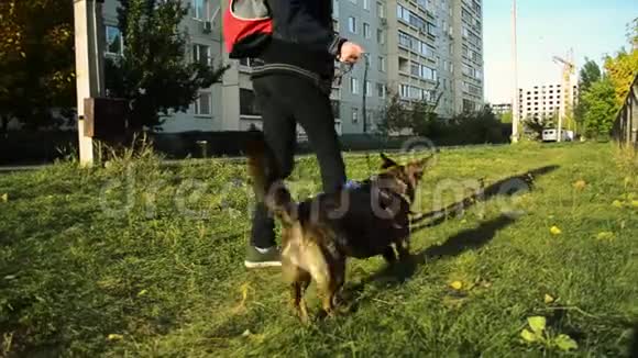 这只杂种狗在遛狗的时候用皮带在主人旁边遛视频的预览图