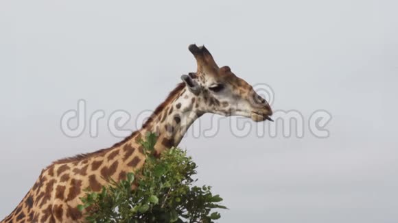 有趣的长颈鹿嚼着树叶把头转向相机4k视频视频的预览图