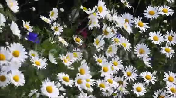 微风吹拂着夏日的雏菊视频的预览图