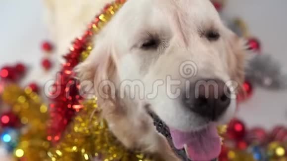 有趣的宠物大友好狗摆姿势在工作室与圣诞装饰白色背景视频的预览图