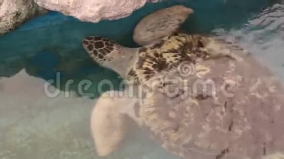 海龟视频的预览图