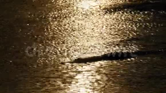 日落时水中鳄鱼泳剪影泥泞的沼泽河泰国亚洲视频的预览图