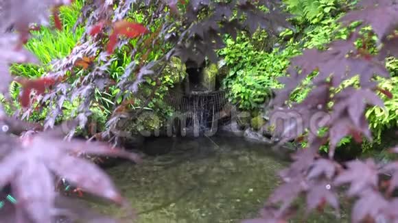 日本植物园有红色和绿色的叶子水从雪中融化视频的预览图
