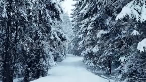 在大雪中沿着美丽的冬林漫步视频的预览图
