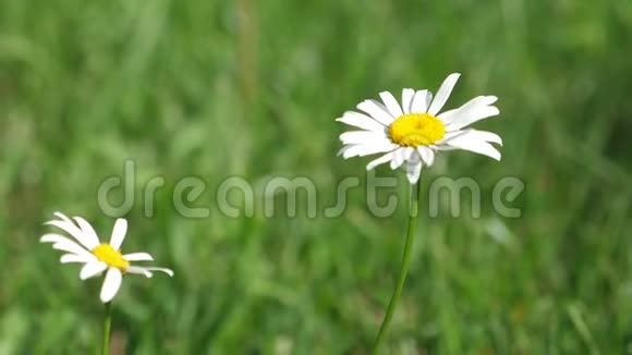 白黛西的花在夏天的田野里随风飘荡植物疗法夏天美丽的雏菊在草坪上盛开花卉视频的预览图