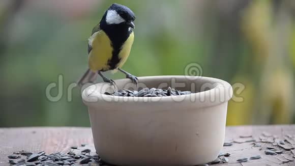 鸟在喂食器里啄食种子视频的预览图