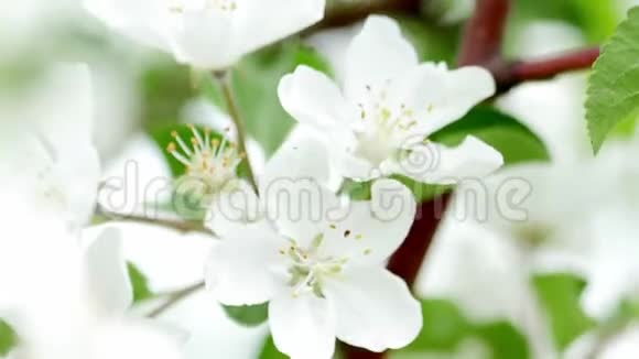 4K录像苹果花有粉色和白色花朵的树视频的预览图