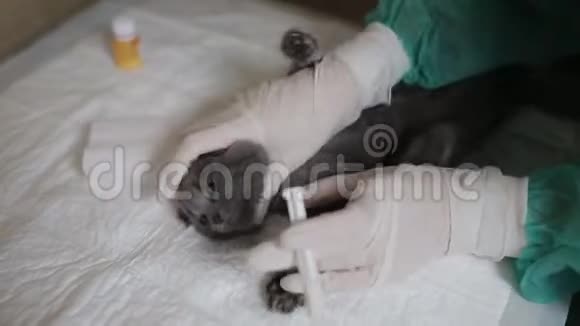 护士打开小猫嘴用注射器把药注入小猫的嘴里视频的预览图