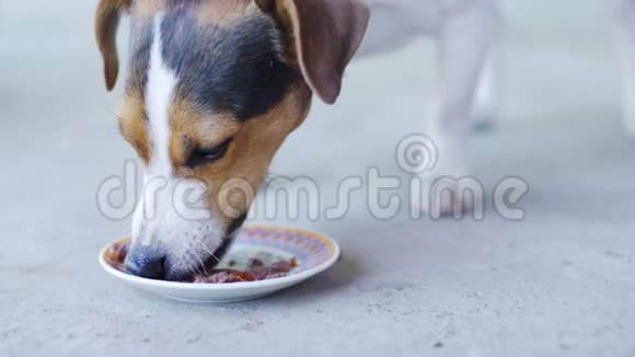 小狗种杰克罗素梗在露天吃碟中的食物视频的预览图