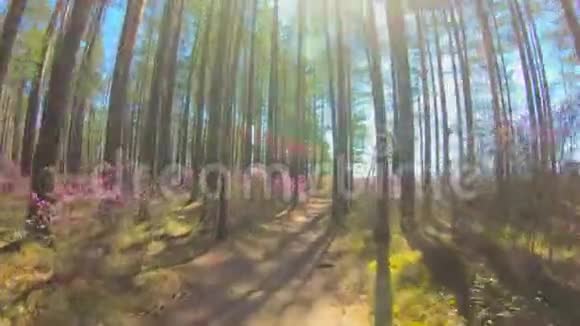 在森林里的小路上行走的个人视角粉红色的花阳光视频的预览图