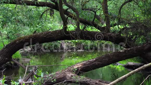 一条绿树成荫的城市河流春季洪水遗留的杂物和污物视频的预览图