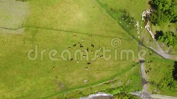 奶牛在田里放牧吃新鲜的青草耕种和养牛视频的预览图