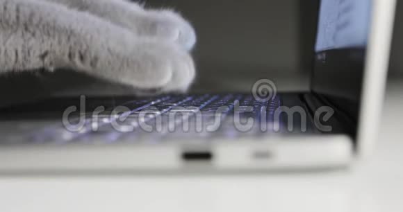一位猫管理员正在笔记本电脑上打字视频的预览图