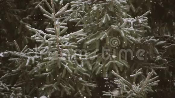白雪覆盖的树枝视频的预览图