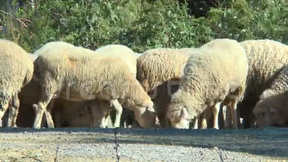 绵羊收集食物视频的预览图