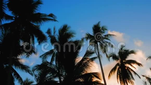 一个视频中有2个热带日落天空棕榈树视频的预览图
