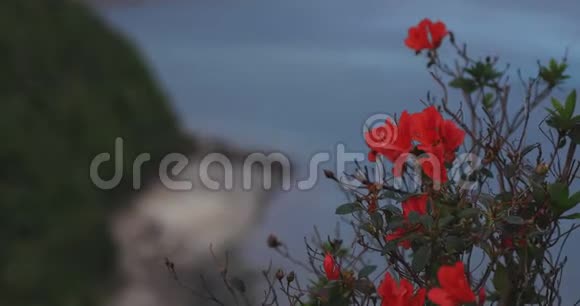 大岛大岛大岛近蓝色海洋的南崎海角的杜鹃花视频的预览图