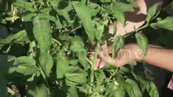 一位老年妇女在花园里照料植物在番茄灌木丛上系着高高的树枝视频的预览图
