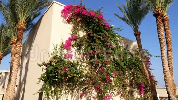 用绿色编织的建筑物一种纸花粉红美丽的花朵埃及的花园视频的预览图