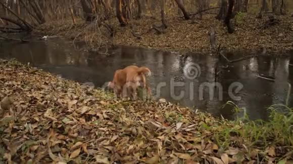 狗在初秋在靠近水的公园散步视频的预览图