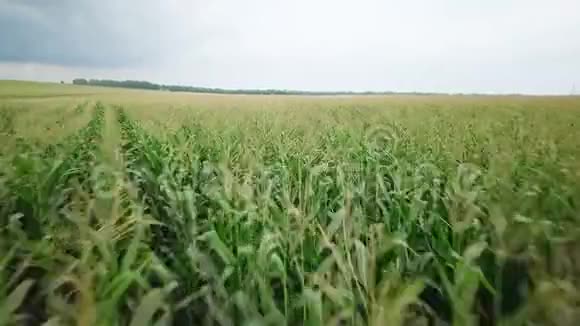 空中镜头在美丽的农田里飞过一片金黄的玉米地视频的预览图