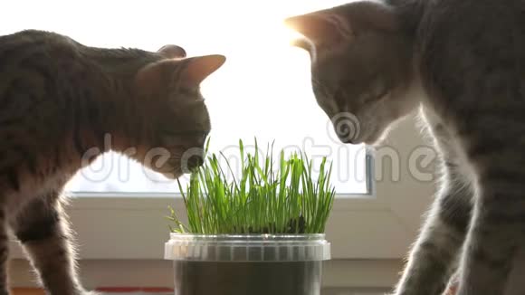 两只猫吃猫草天然维生素密切照顾宠物视频的预览图