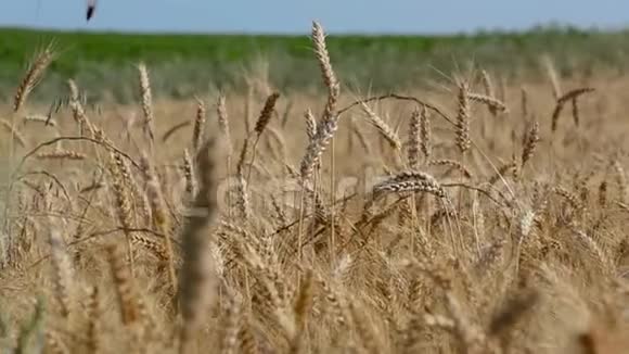 农田成熟小麦的田地视频的预览图