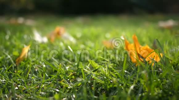 秋天的黄叶在绿草上草上一片落叶视频的预览图