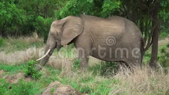 非洲灰象在树荫下吃青草视频的预览图