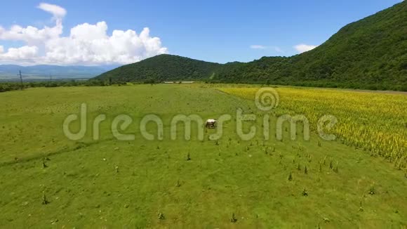 鸟瞰两匹美丽的马在田野上放牧吃着新鲜的青草视频的预览图