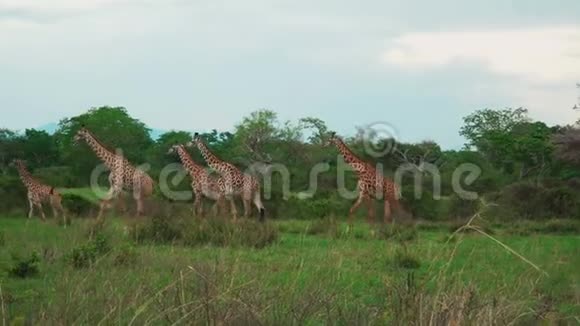一小群长颈鹿穿过非洲大草原觅食视频的预览图