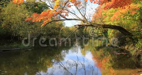 4K小溪边五彩缤纷的秋天景象视频的预览图