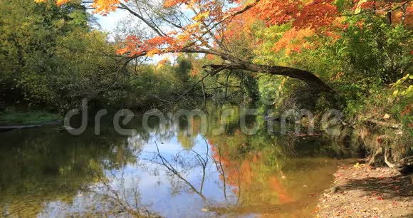 4K小溪边五彩缤纷的秋景视频的预览图