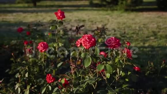 春天灌木丛上的红玫瑰花在大自然中绽放的野生玫瑰臀部布里亚野玫瑰狗玫瑰为您准备的鲜花视频的预览图