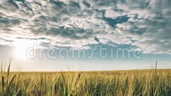 夏日阳光照耀在小青麦田之上的农业景观时间流逝时间流逝时间流逝视频的预览图
