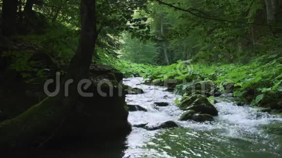 穿过茂密森林的小河视频的预览图