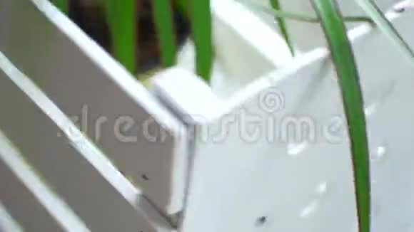 热带棕榈树叶片摇摆室外窗户视频4k视频的预览图