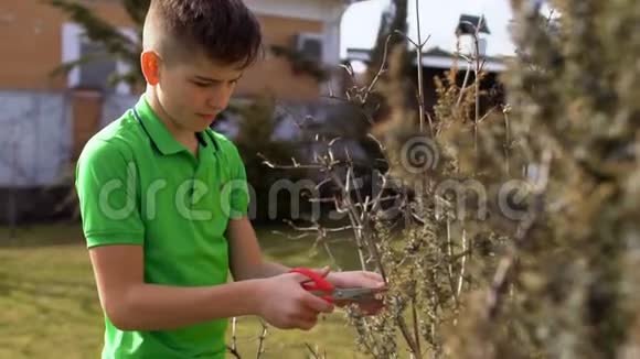 男孩在花园里用剪刀剪干灌木视频的预览图