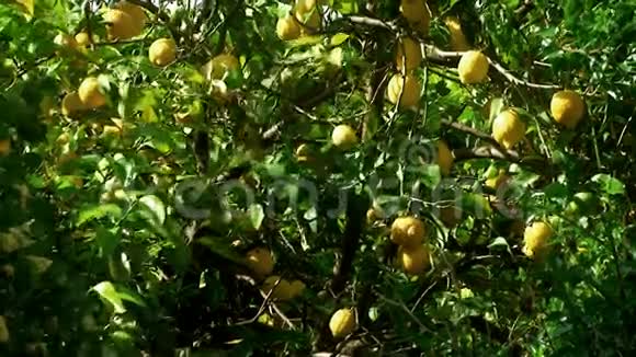 柠檬树中镜头视频的预览图