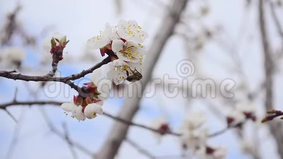 白杏花授粉蜜蜂蜜蜂在春天采蜜视频的预览图