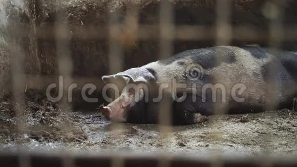 猪躺在猪圈里从金属网后面看视频的预览图