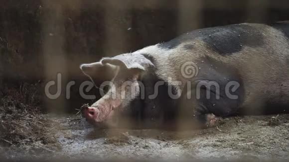 猪躺在猪圈里从金属网后面看视频的预览图